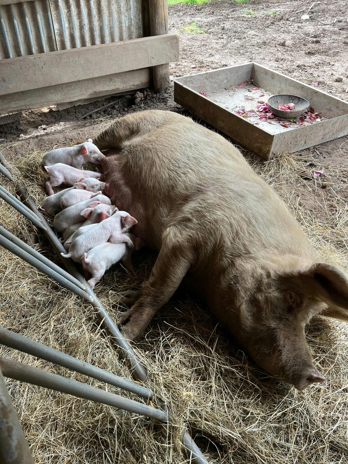 Interactive pig feeding