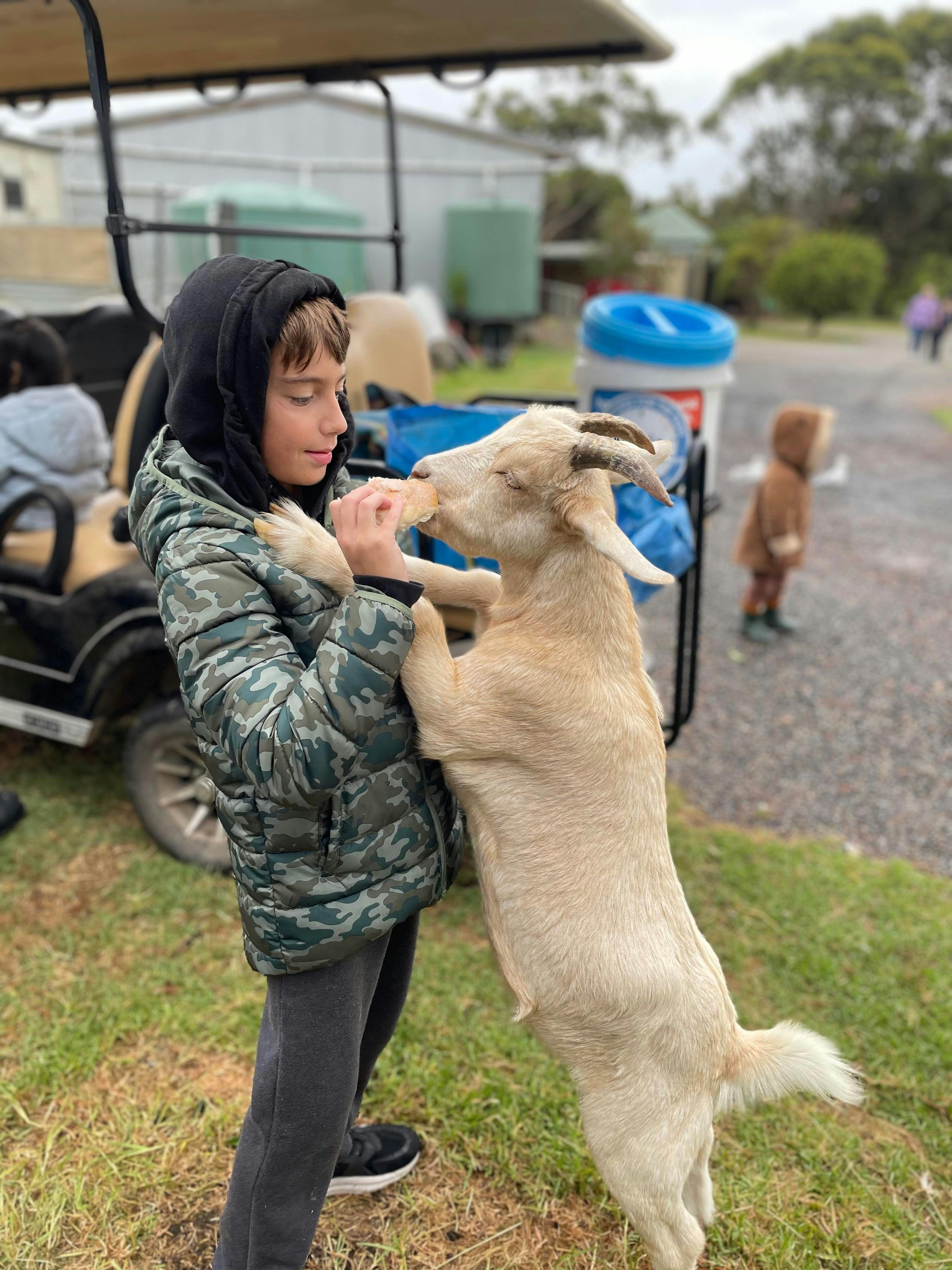 Gorgeous baby goat hug