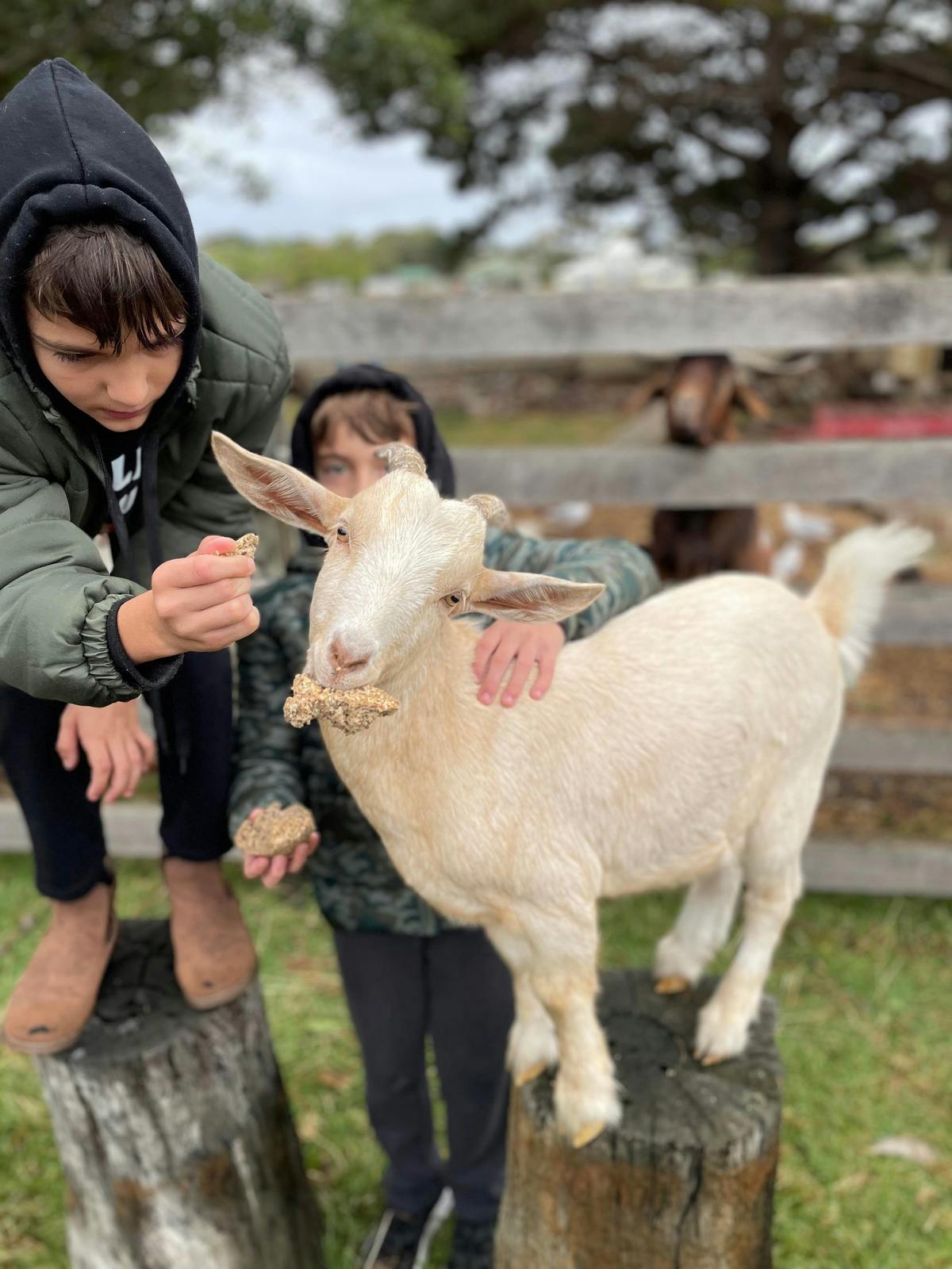 Enjoy the morning farm tour