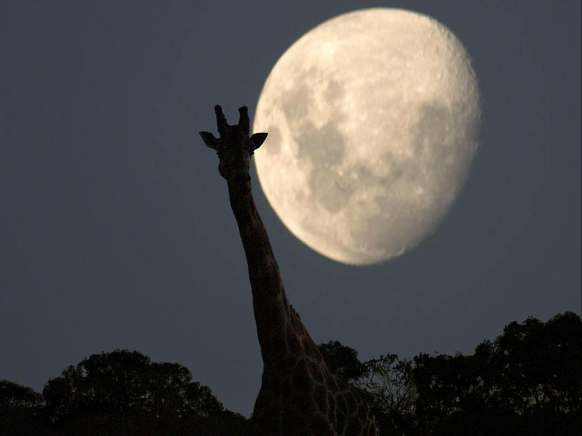 Roar 'n' Snore