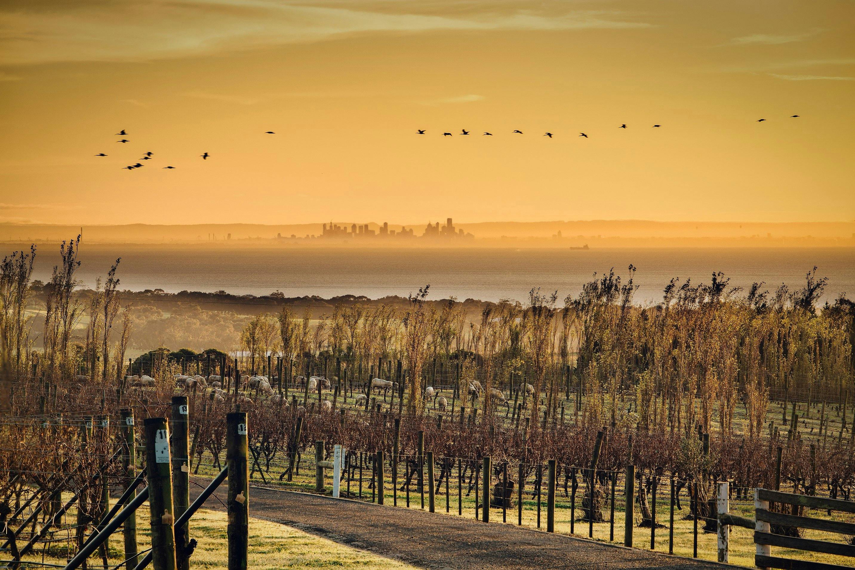View over the vineyard to Melbourne