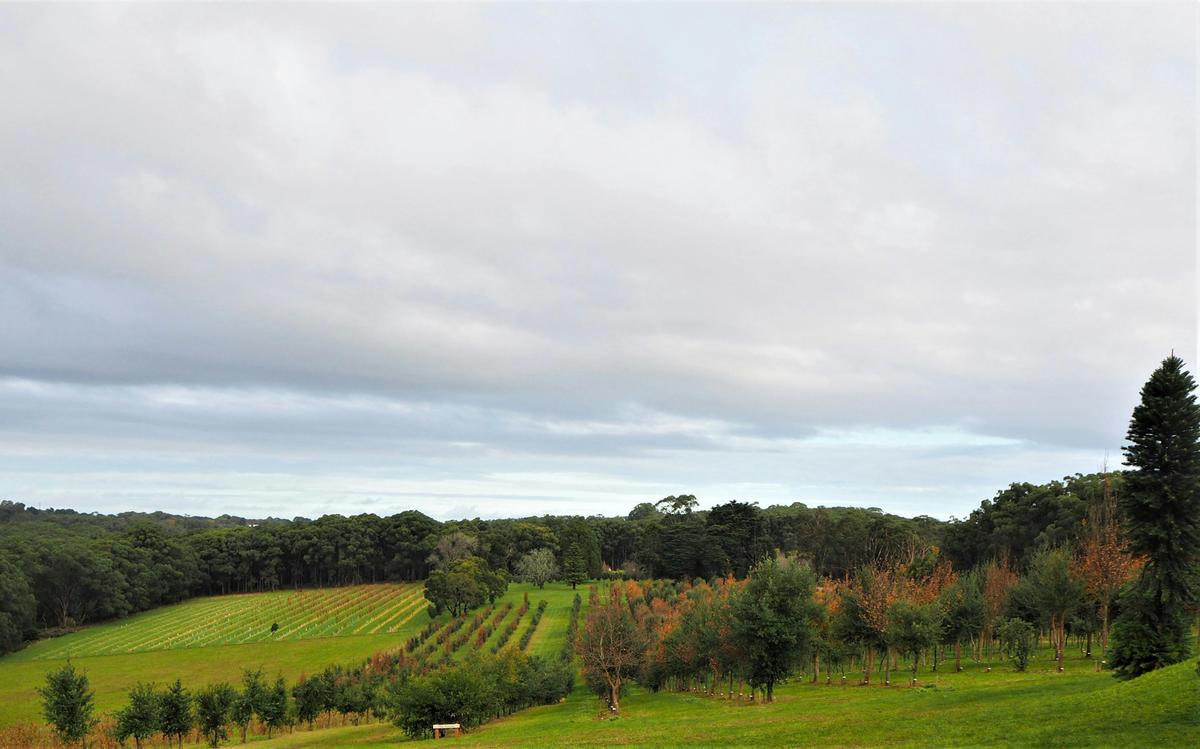 Red Hill Truffle Farm