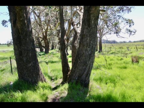Ruffy Snow Gum Reserve Walking Track
