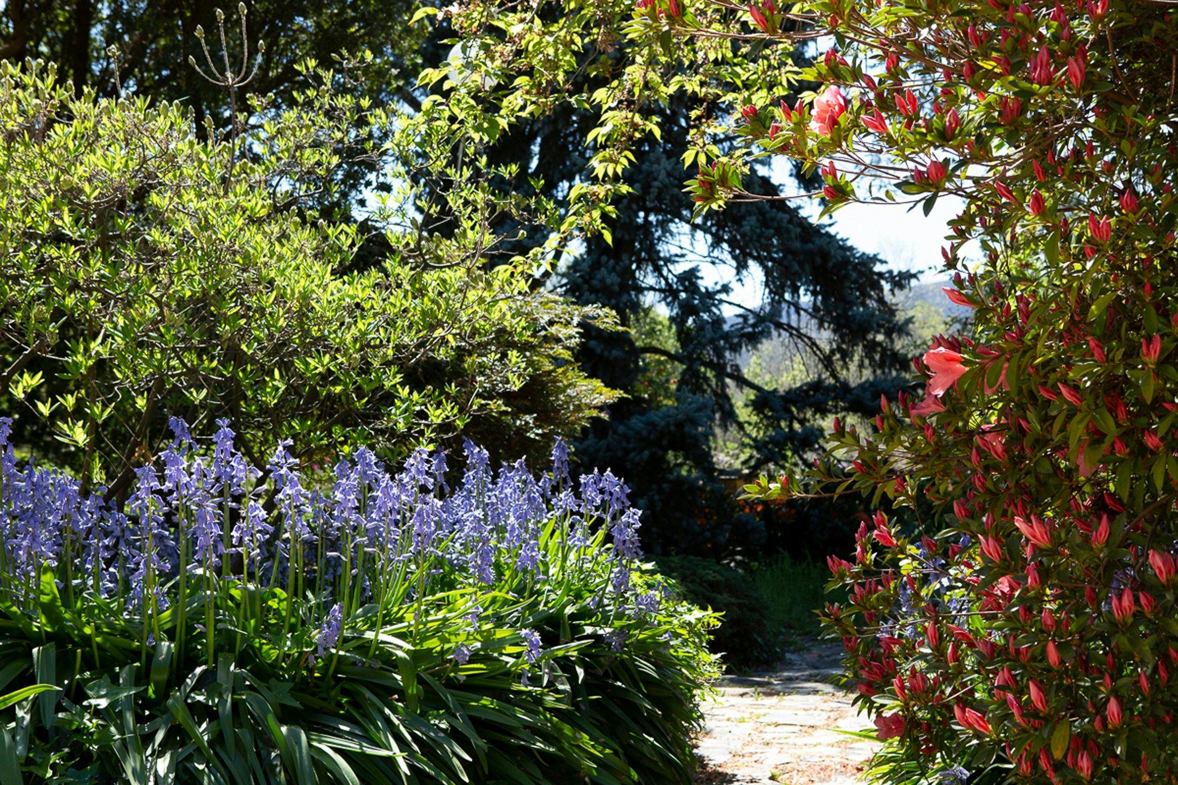 Rosetta's garden in bloom