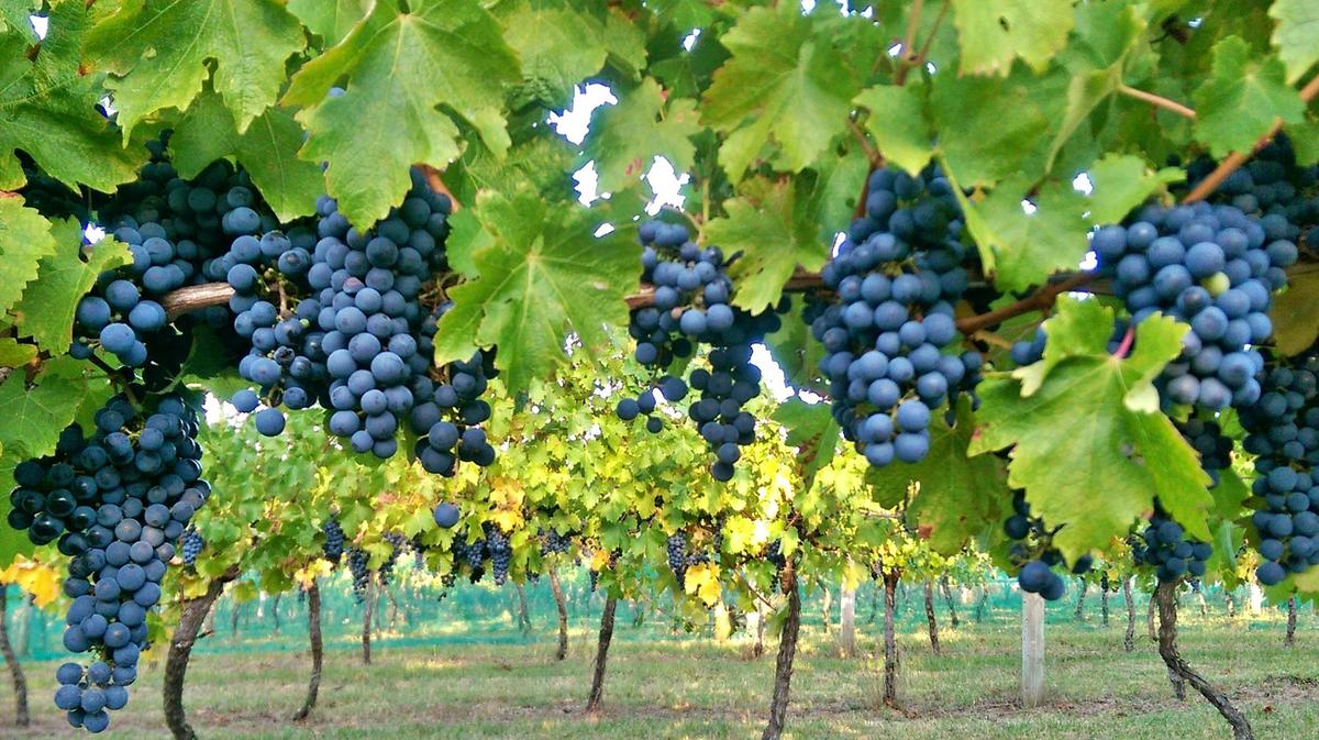 Grapes hanging from our vines at Ripplebrook Winery