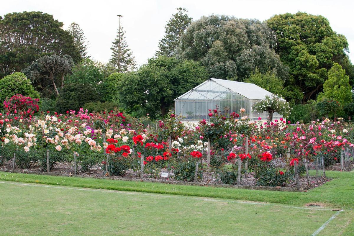 Roses