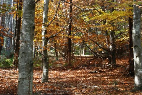 RJ Hamer Arboretum
