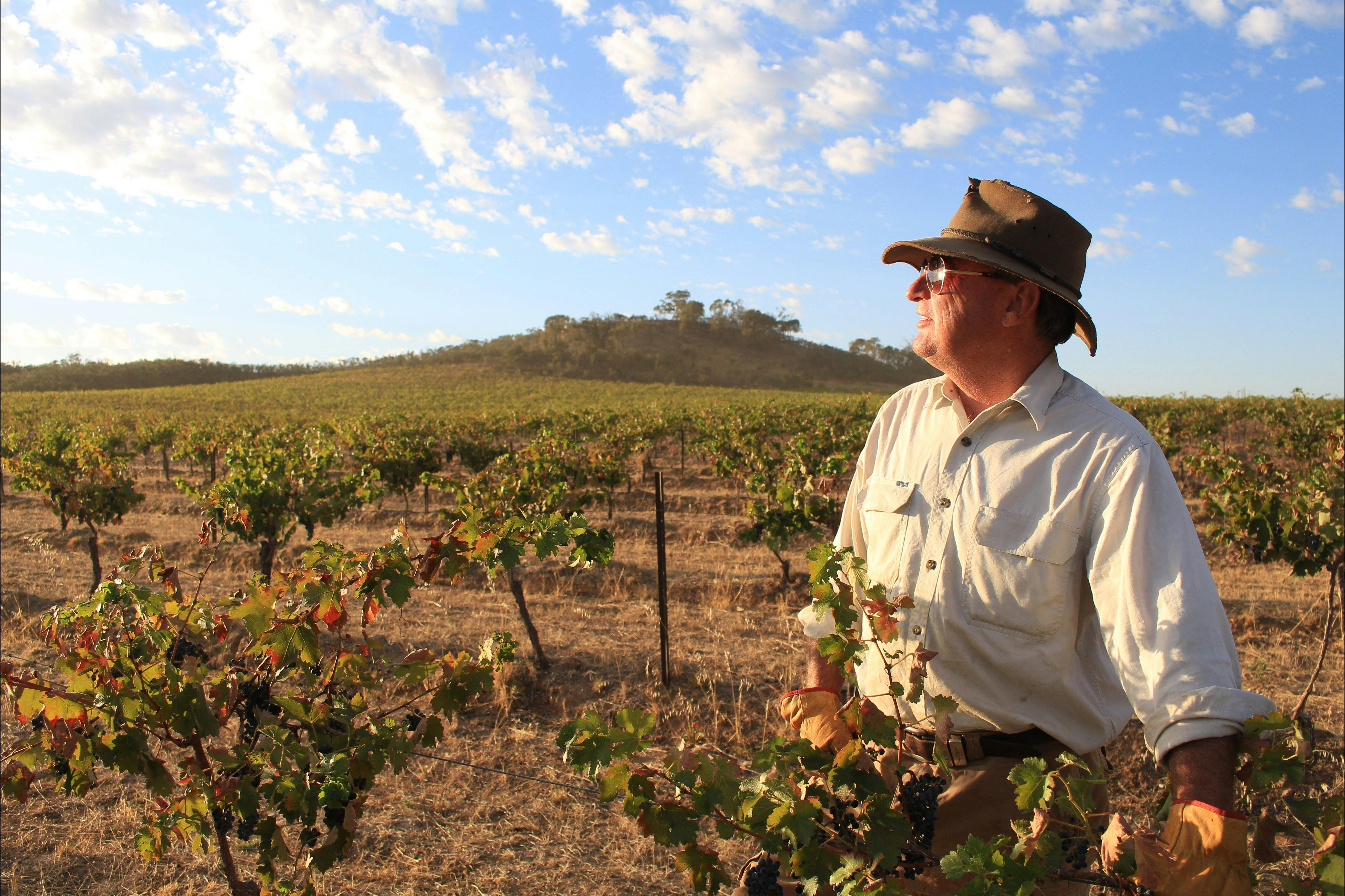 Vines at Redbank Winery