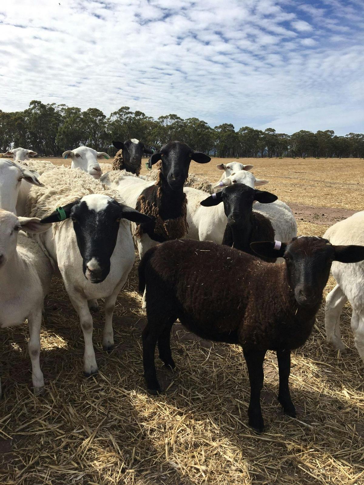 You won't meet a friendlier flock of sheep