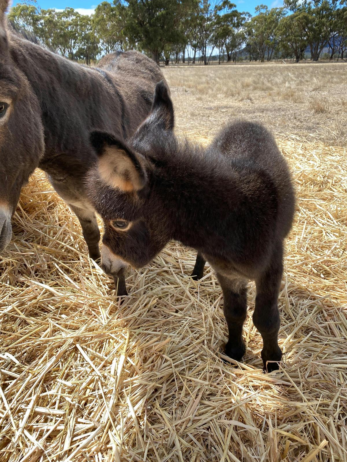 Minature Donkeys