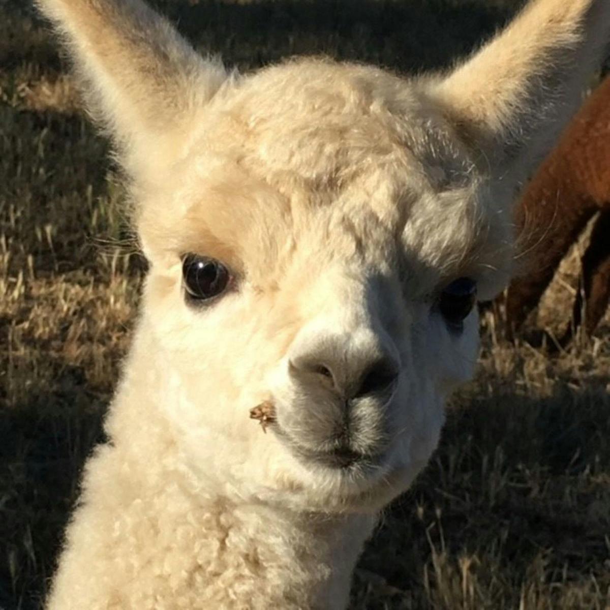 Get up close and meet alpacas
