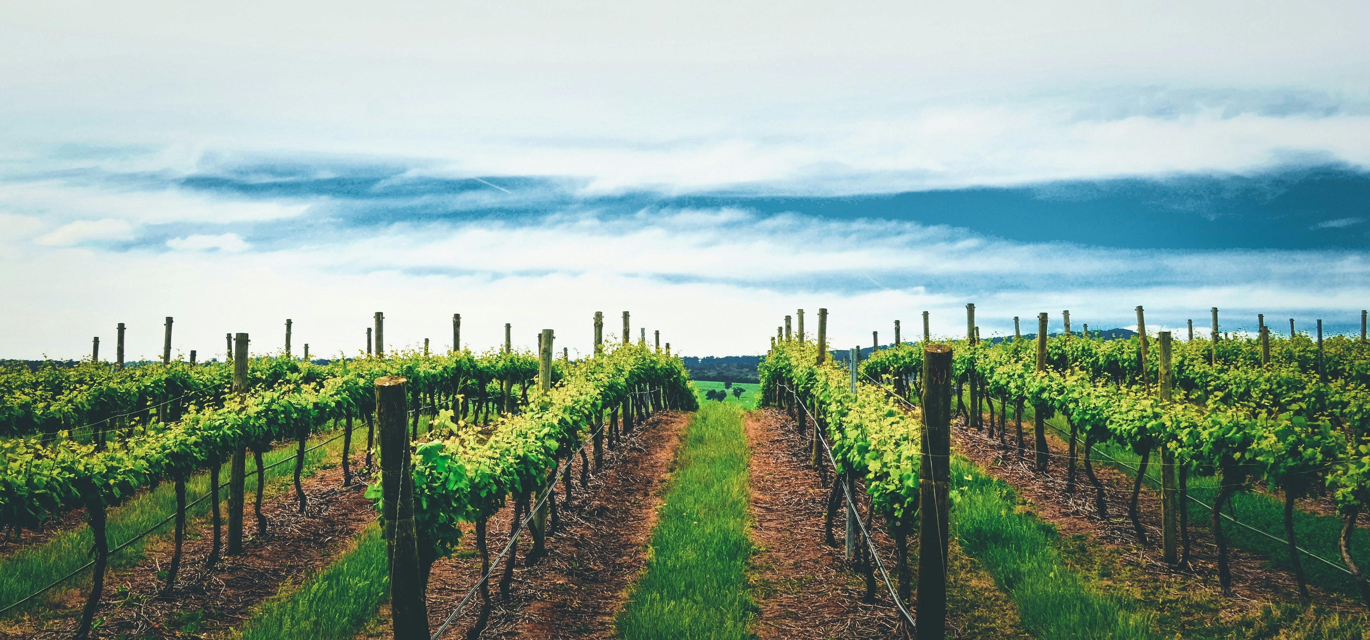 Ros Ritchie Cool Climate Wines are produced from premium grapes grown in High Country Victoria