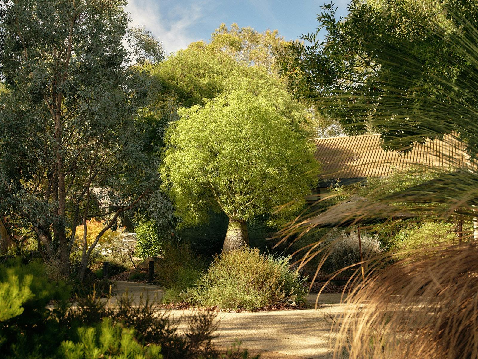 Seville Estate Native Garden