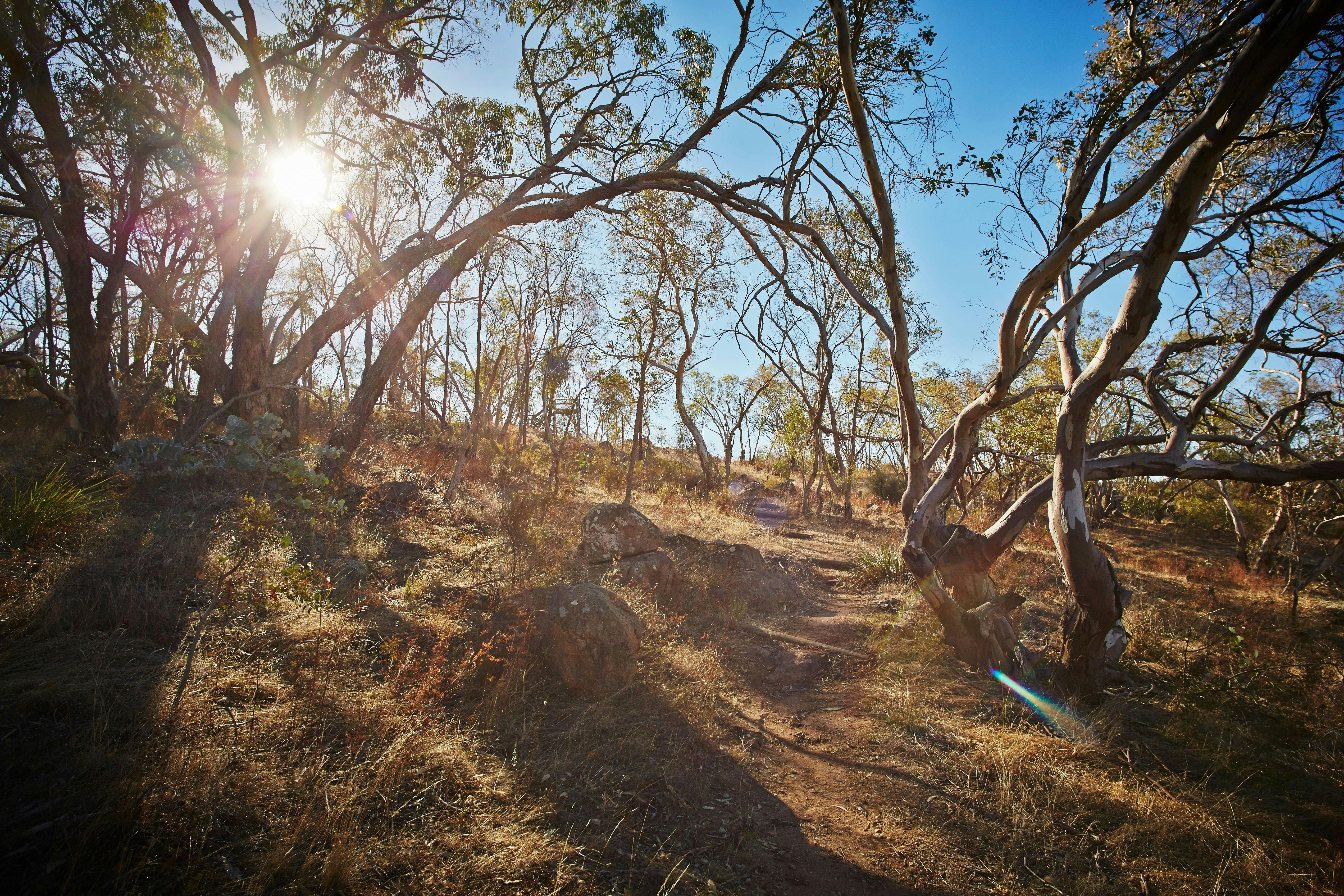 track to Ryans Lookout Tower