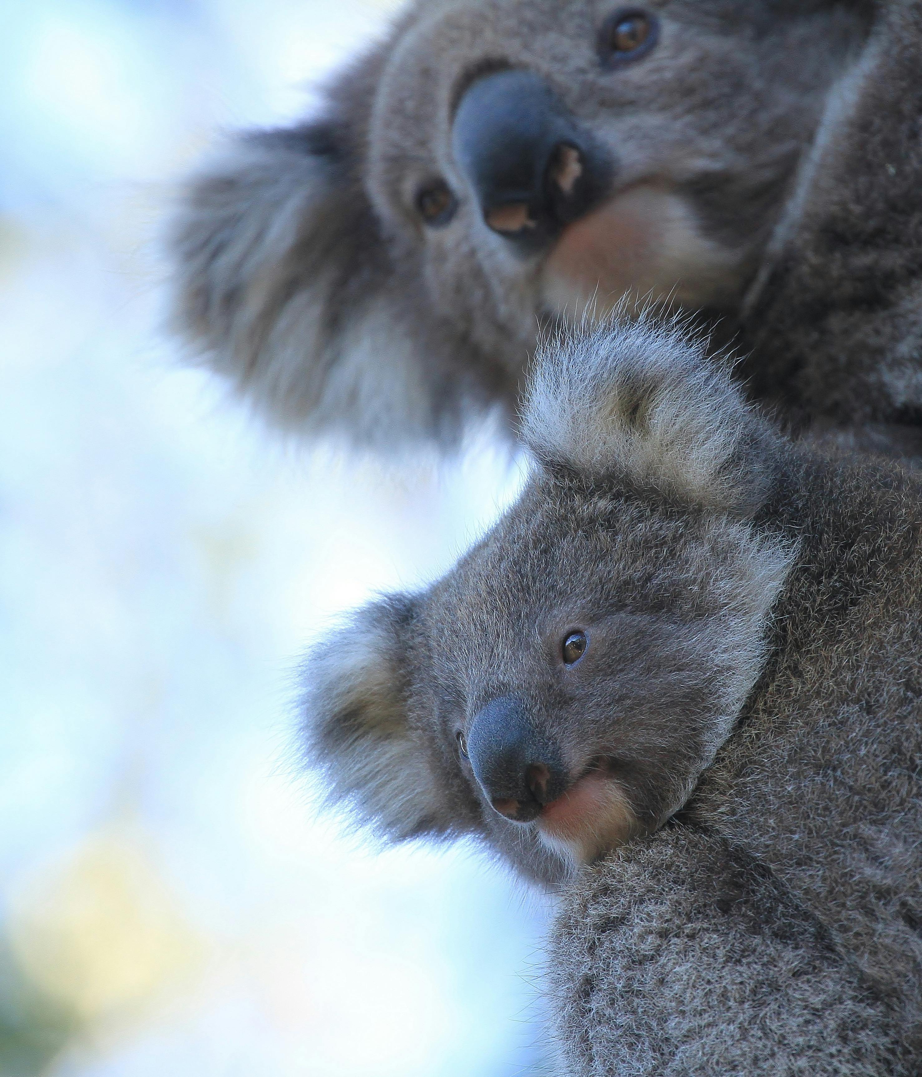 Koala and joey - Raymond Island