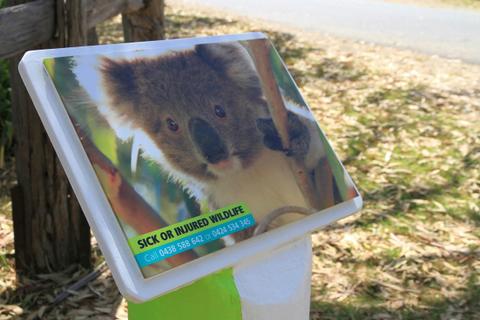 Raymond Island Koala Trail