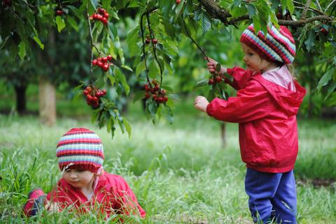 Ripe 'N’ Ready Cherry Farm
