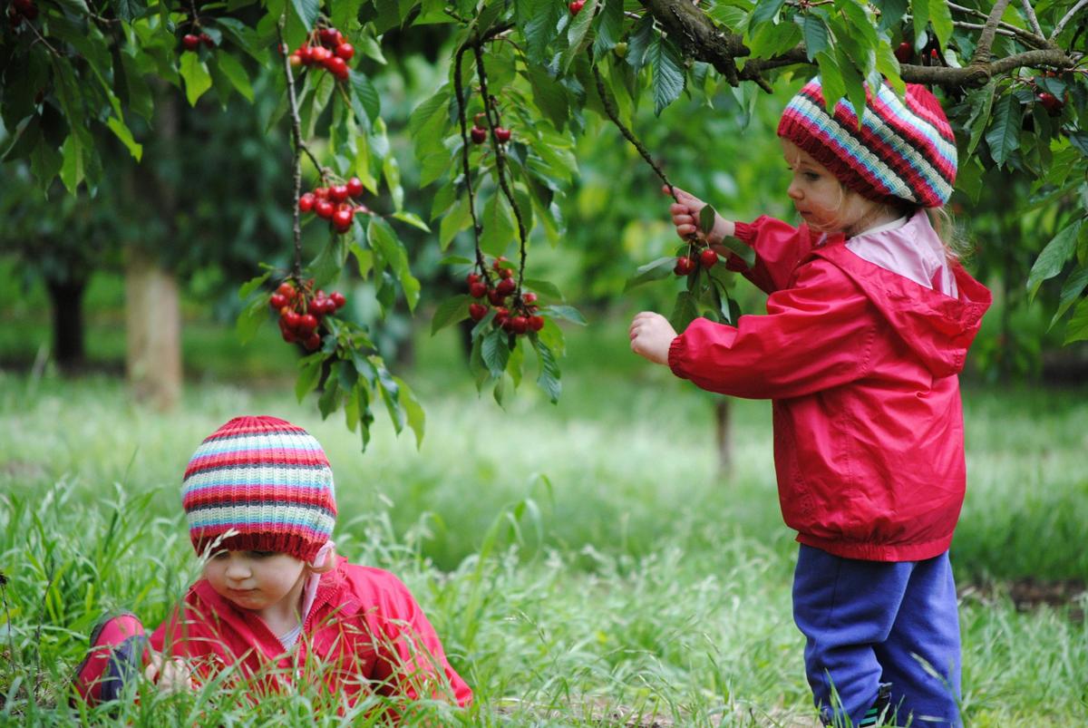 Cherry picking