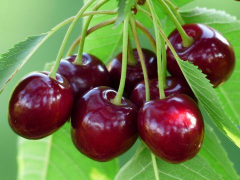 Ripe 'N’ Ready Cherry Farm