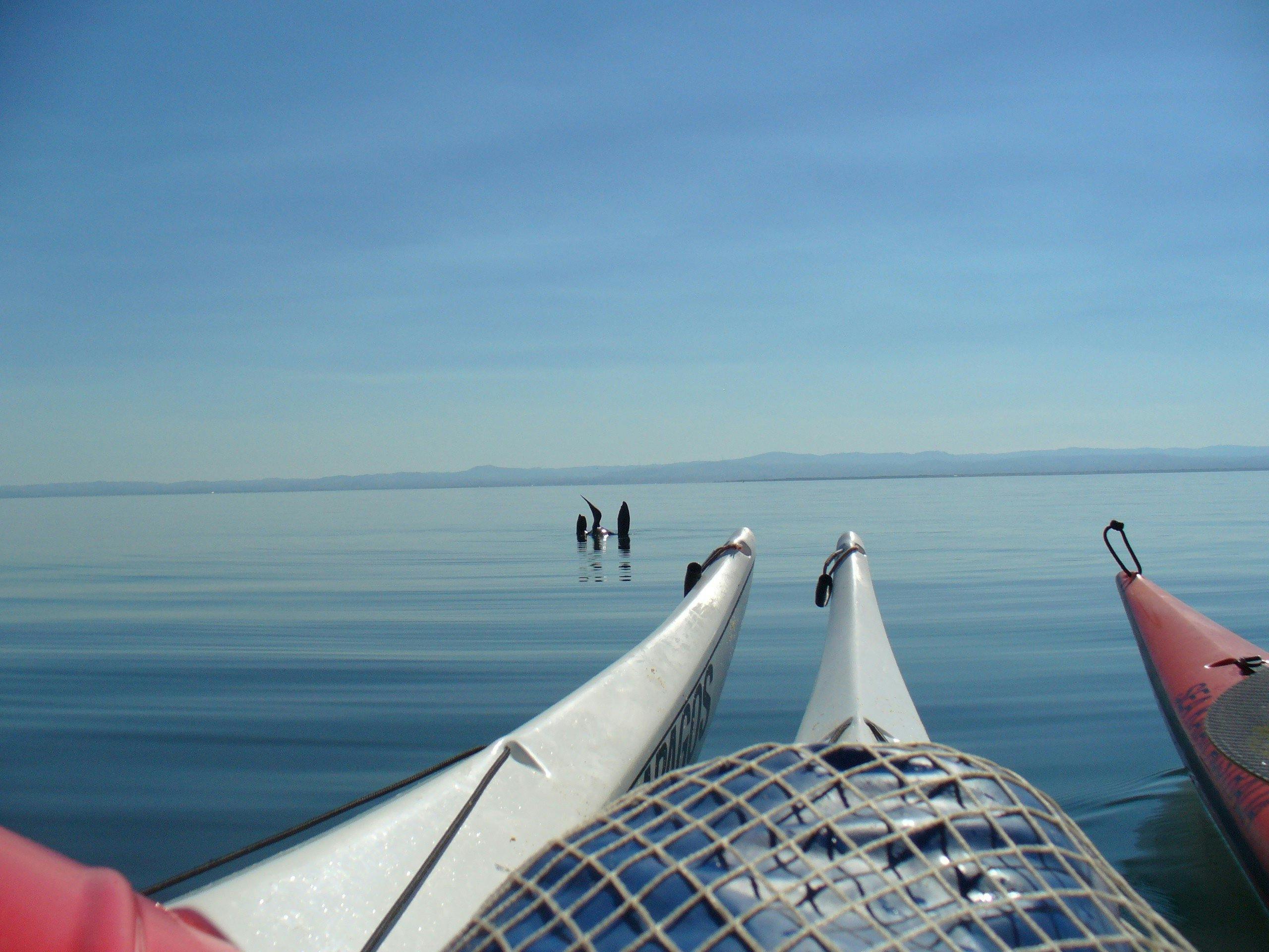 A seal sunning its self on a Corner Inlet Wilsons promontory Sea Kayak Tour