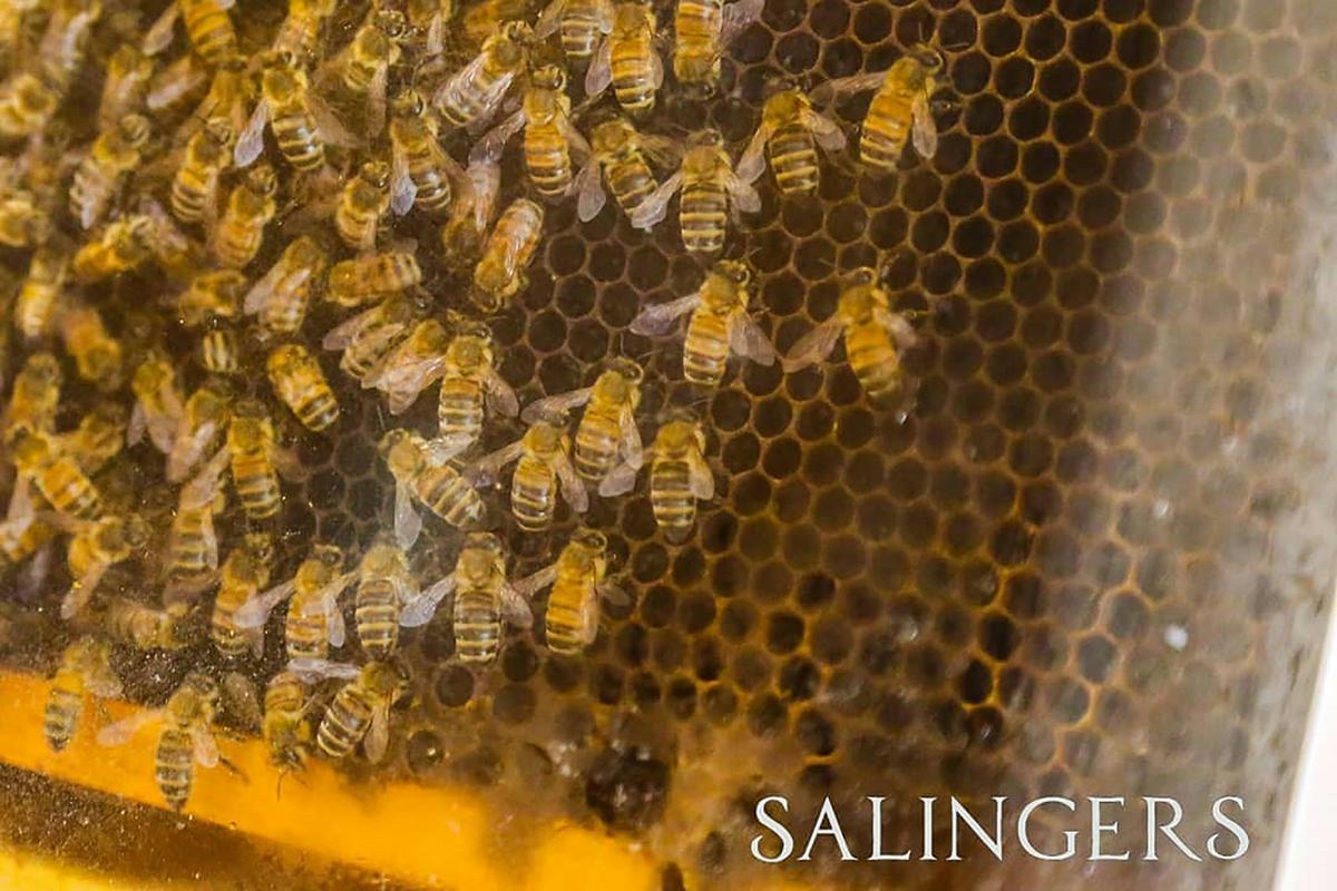 Salingers Cafe Bees