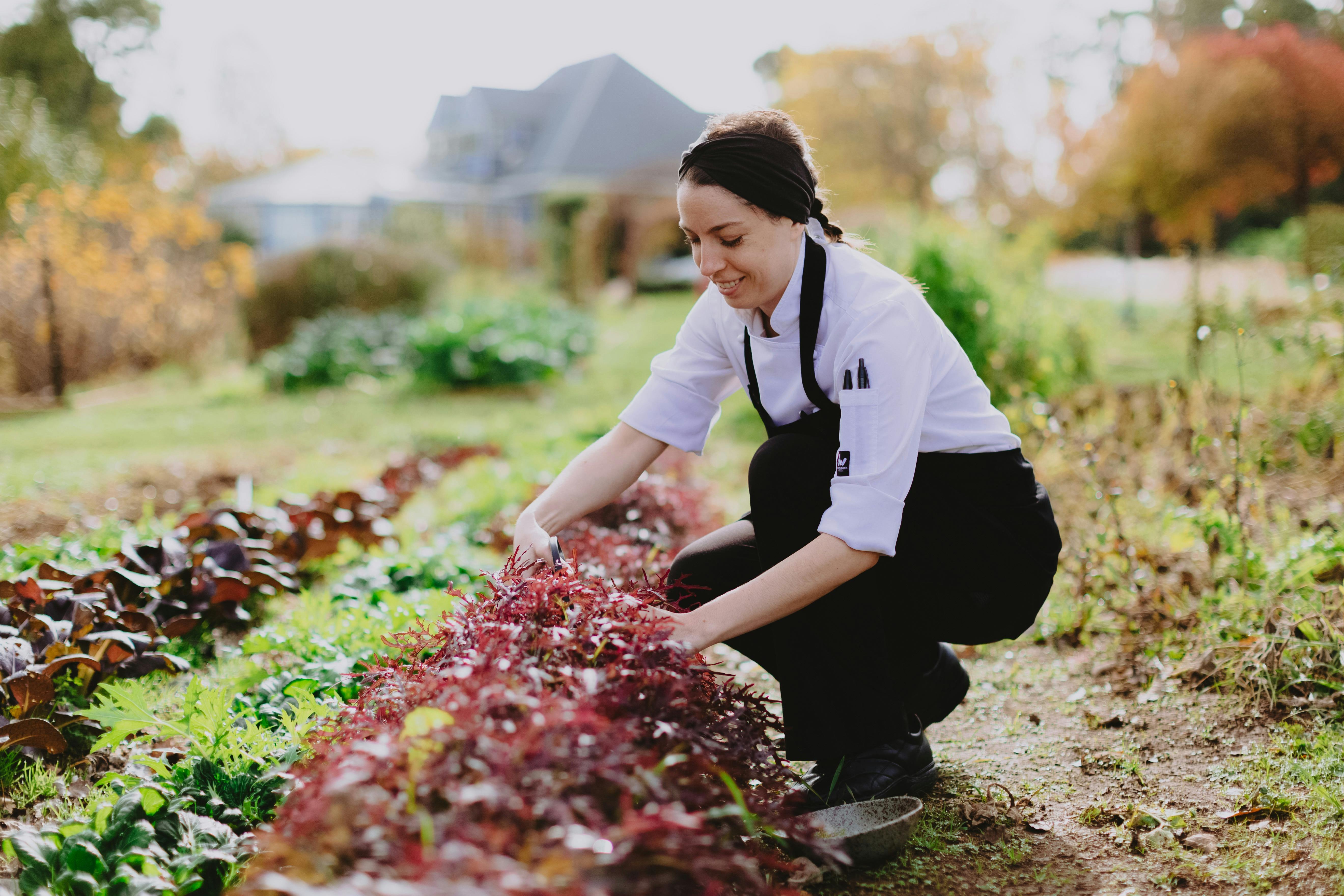 kitchen garden