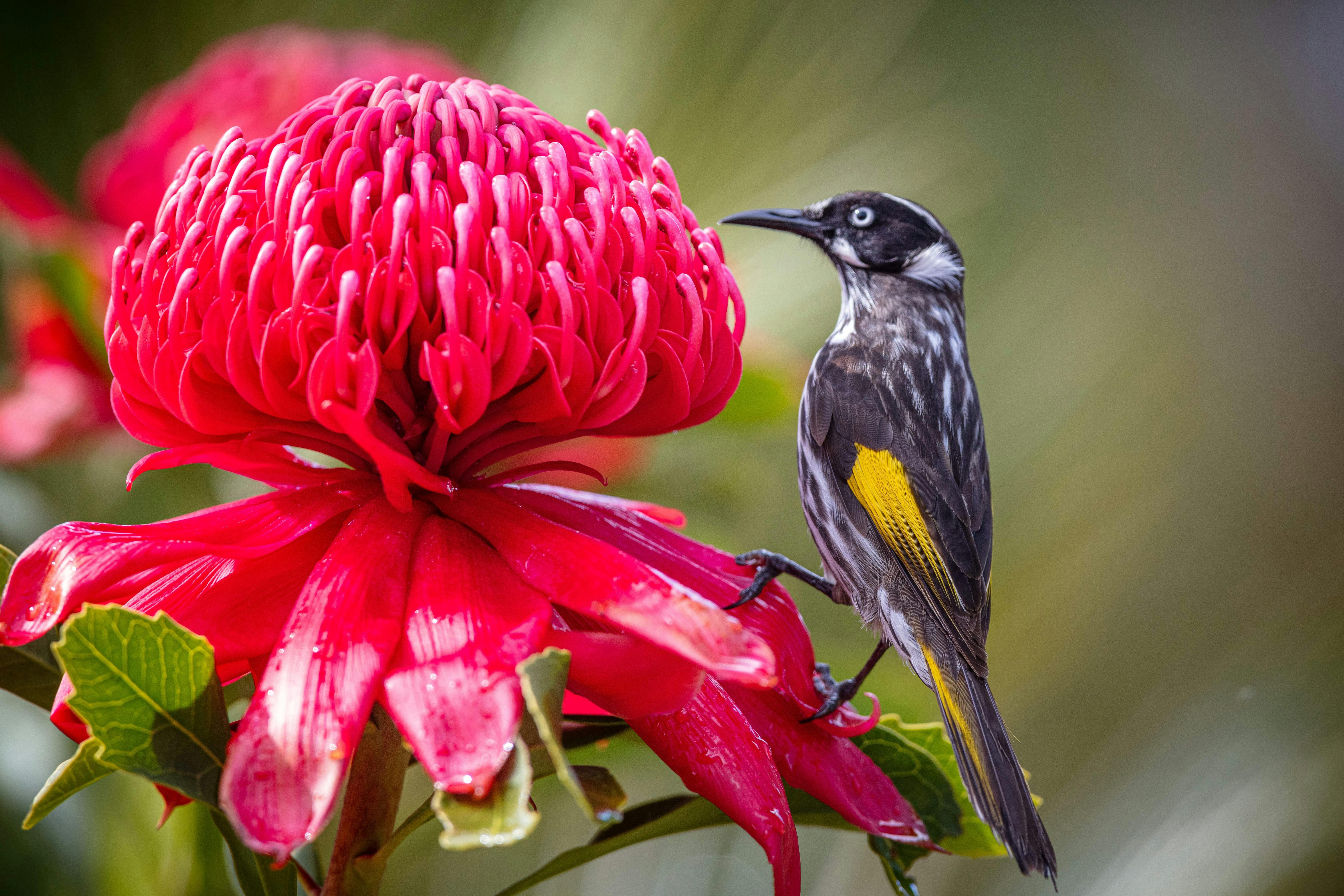 Birds in the Australian Garden
