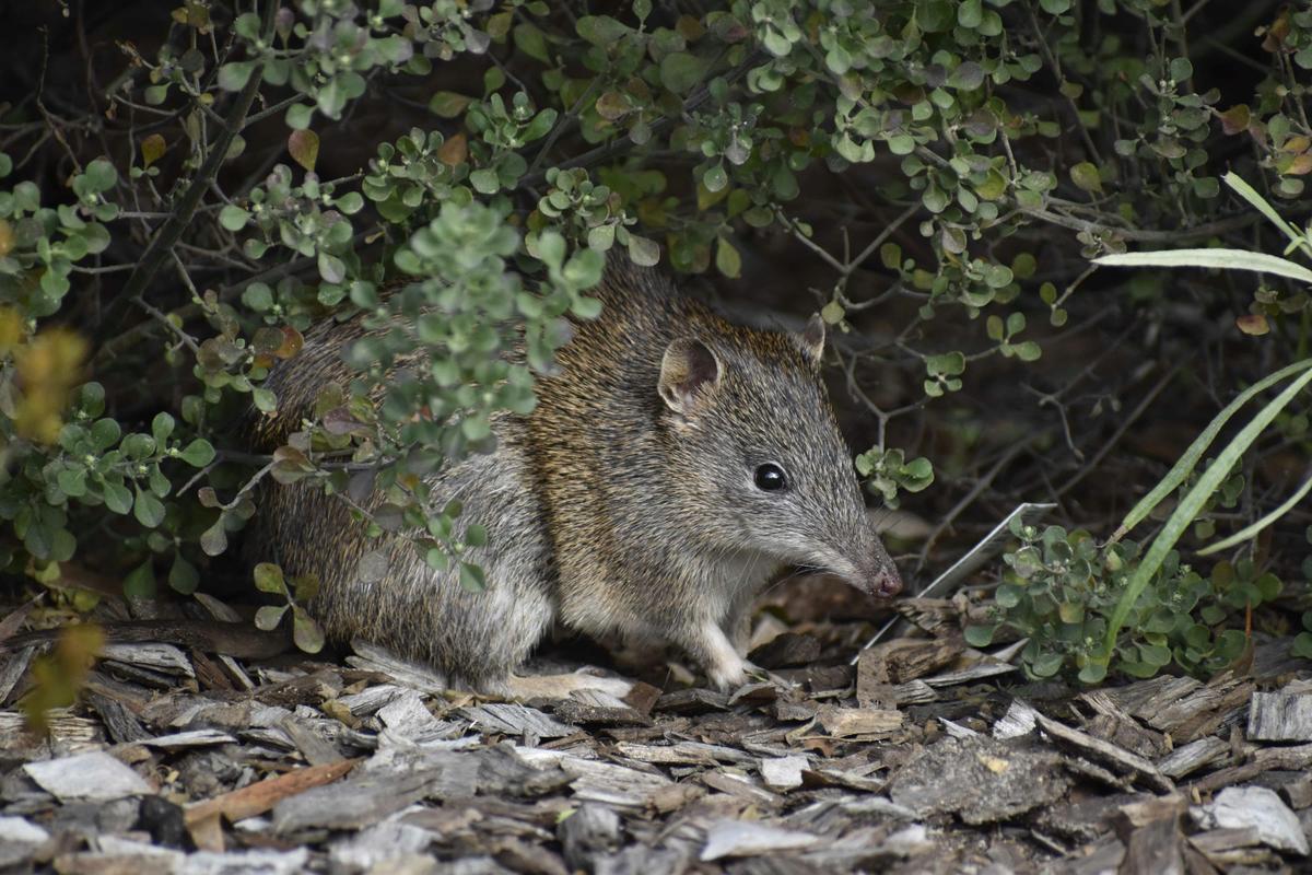 Southern Brown Bandicoot