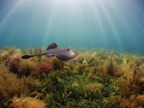 Ricketts Point Marine Sanctuary