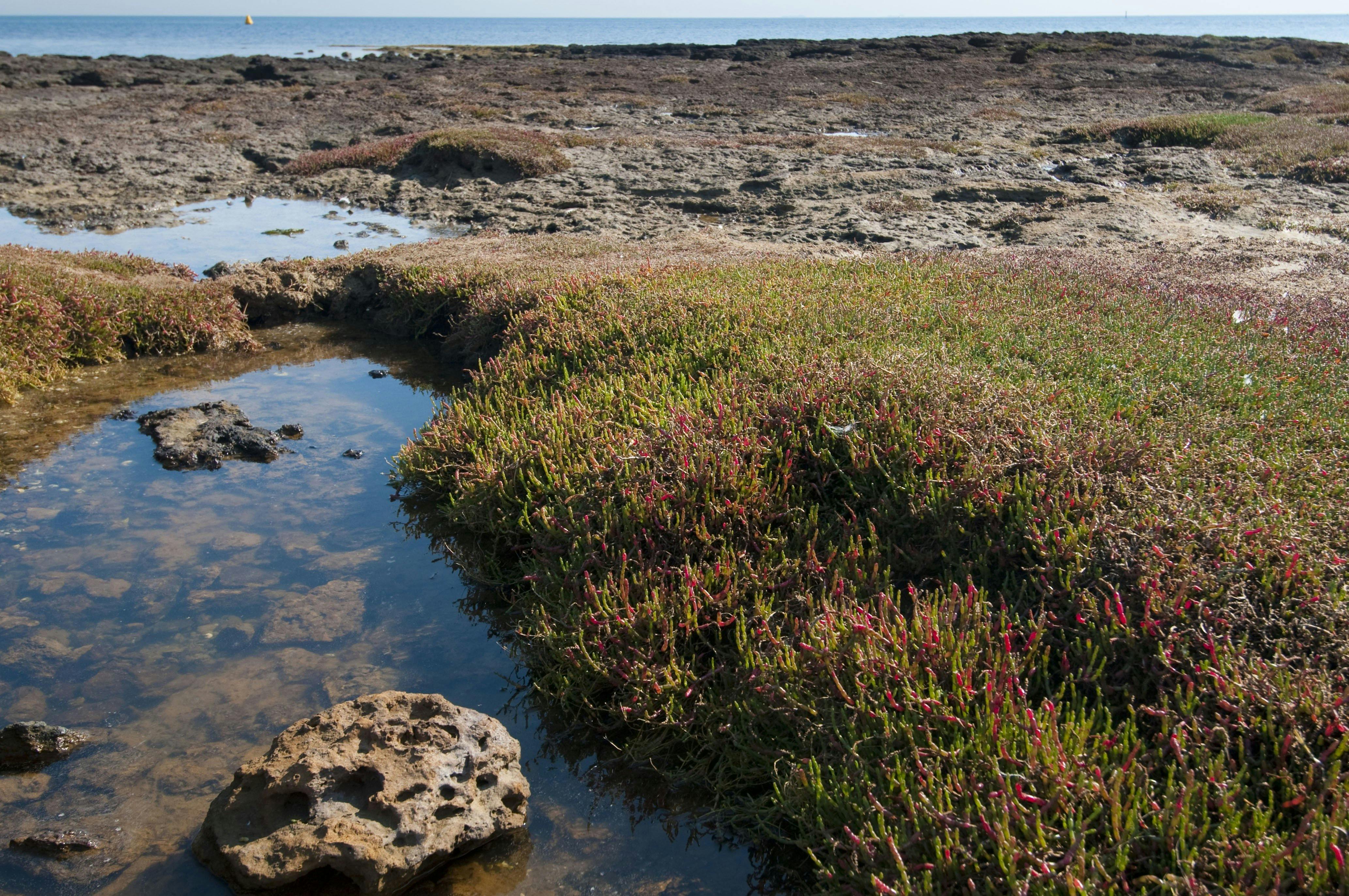 Ricketts Point Marine Sanctuary