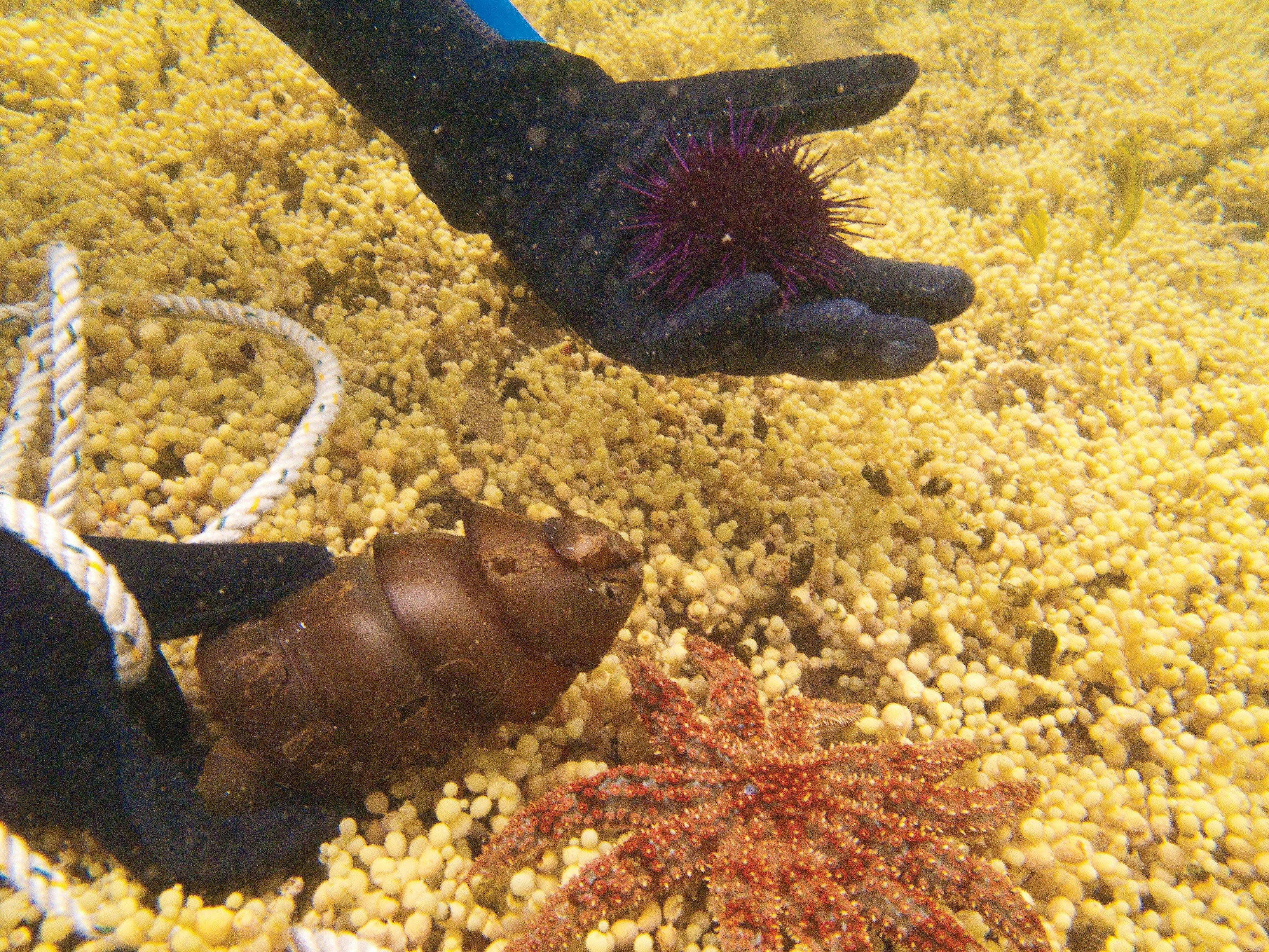 Ricketts Point Marine Sanctuary