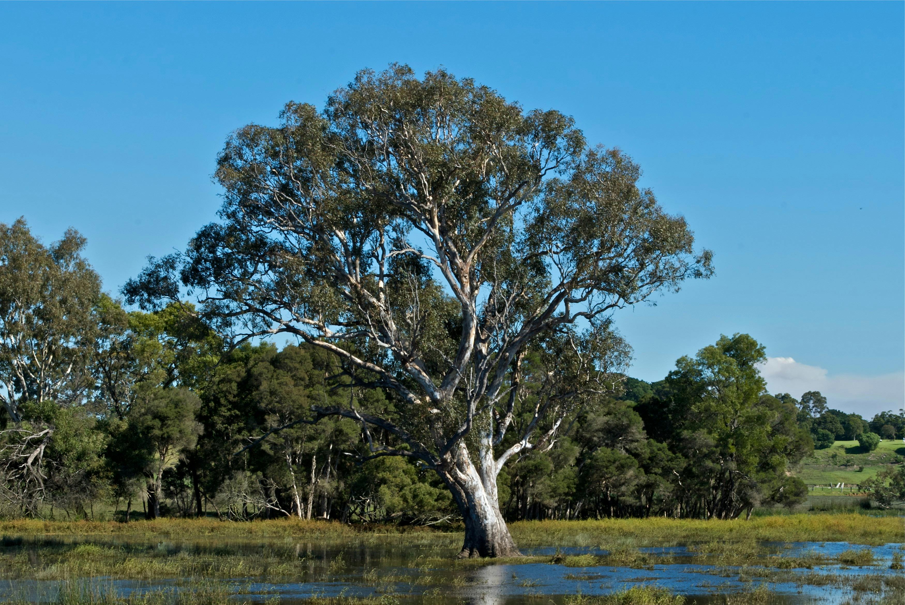 Sale Common Wetlands