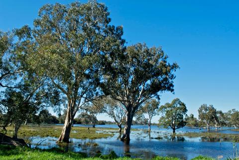 Sale Common Wetlands
