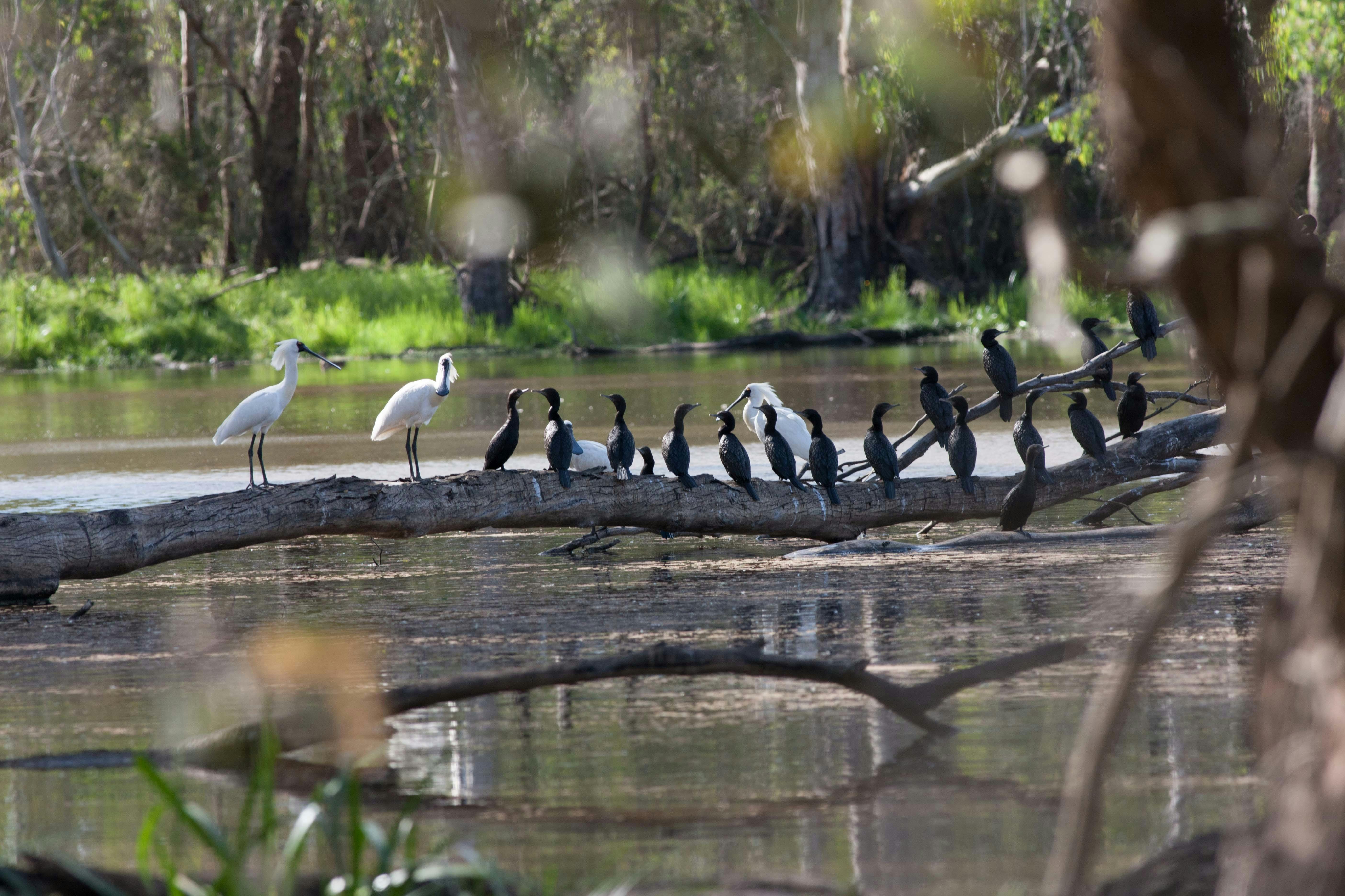 birds sitting on a fallen tree trunk at Sale Common Wetlands