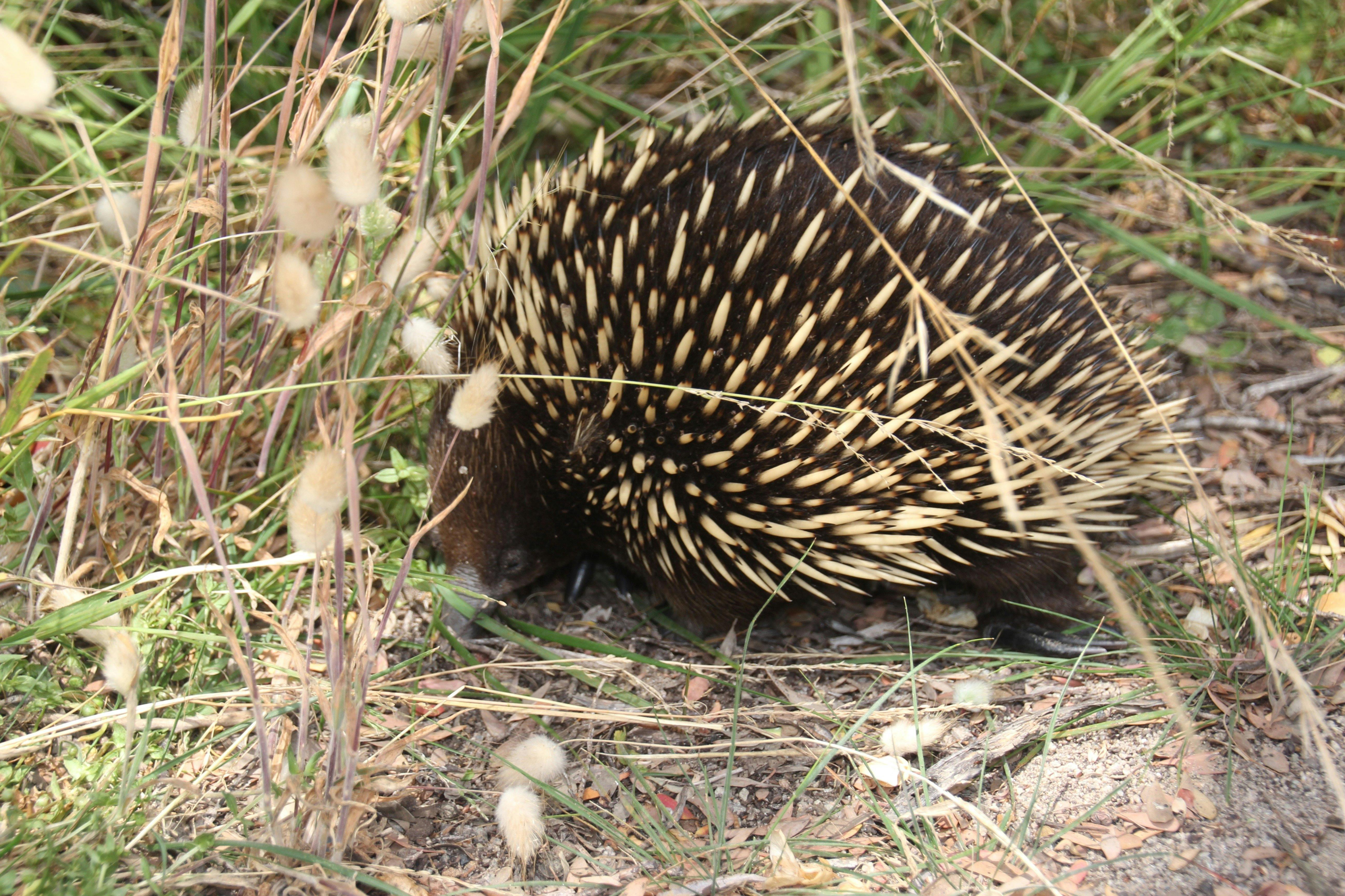 Range Area Walk (Point Nepean National Park)