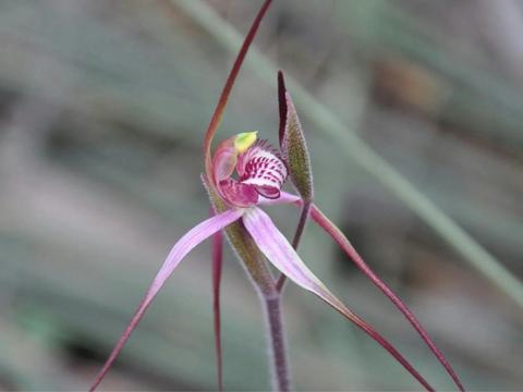 Orchid Conservation Tours