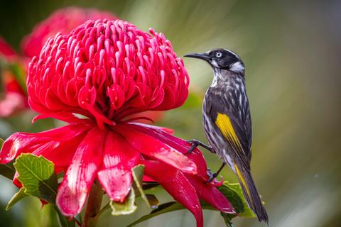 Birds in the Australian Garden