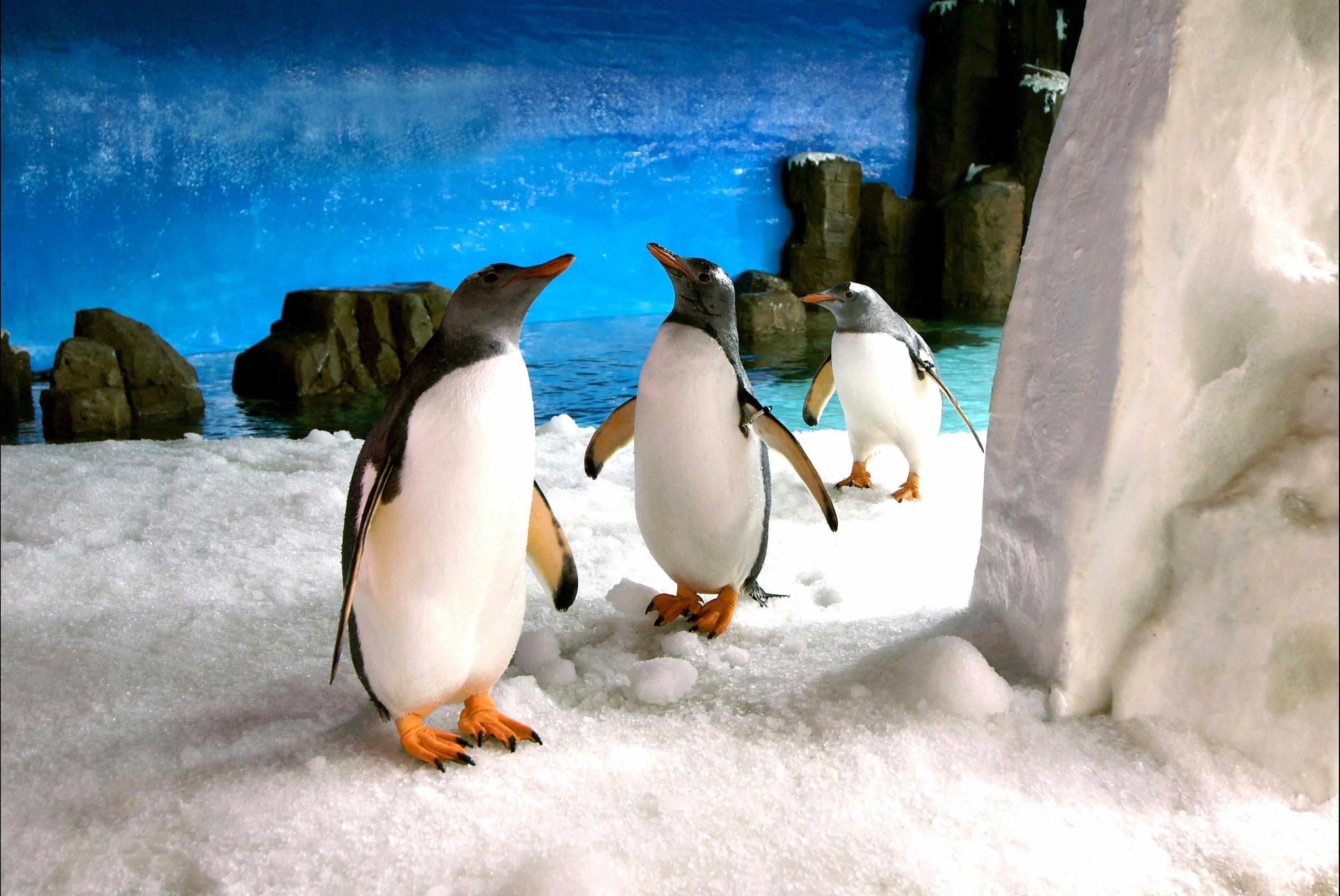Penguin Playground