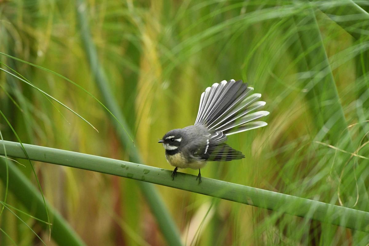 Birds of Rippon Lea Estate