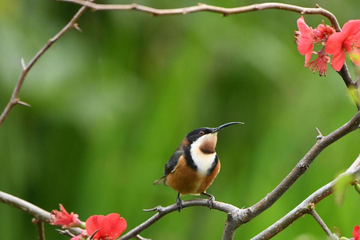 Birds of Rippon Lea Estate