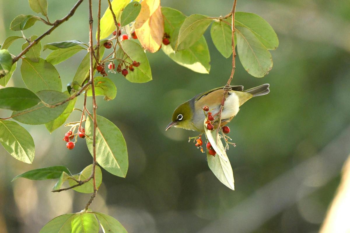 Birds of Rippon Lea Estate