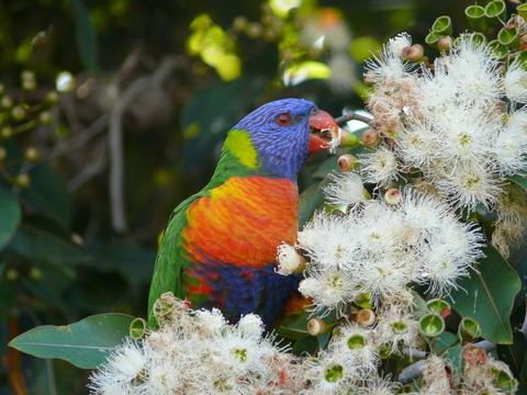 Birds of Rippon Lea Estate