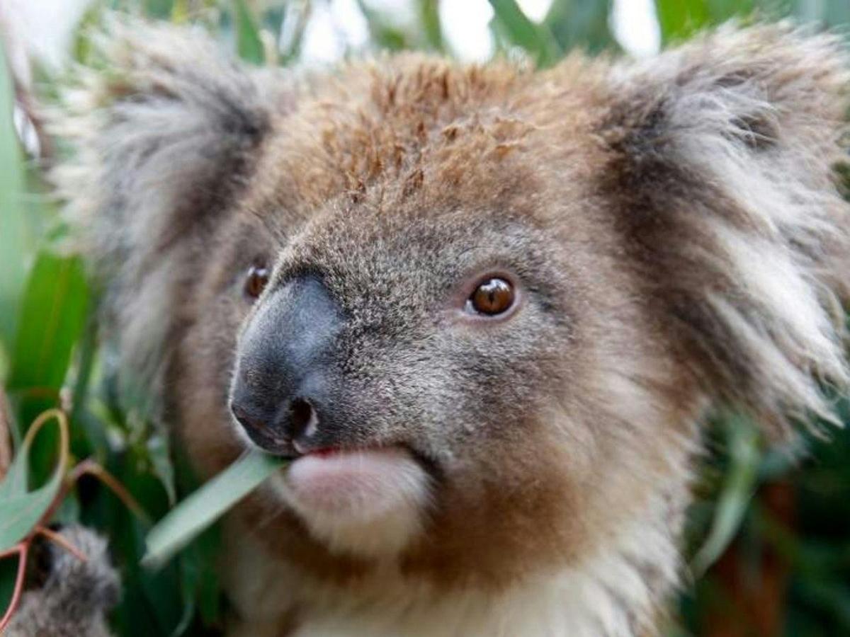 Healesville Sanctuary Helicopter Tour by Rotor One