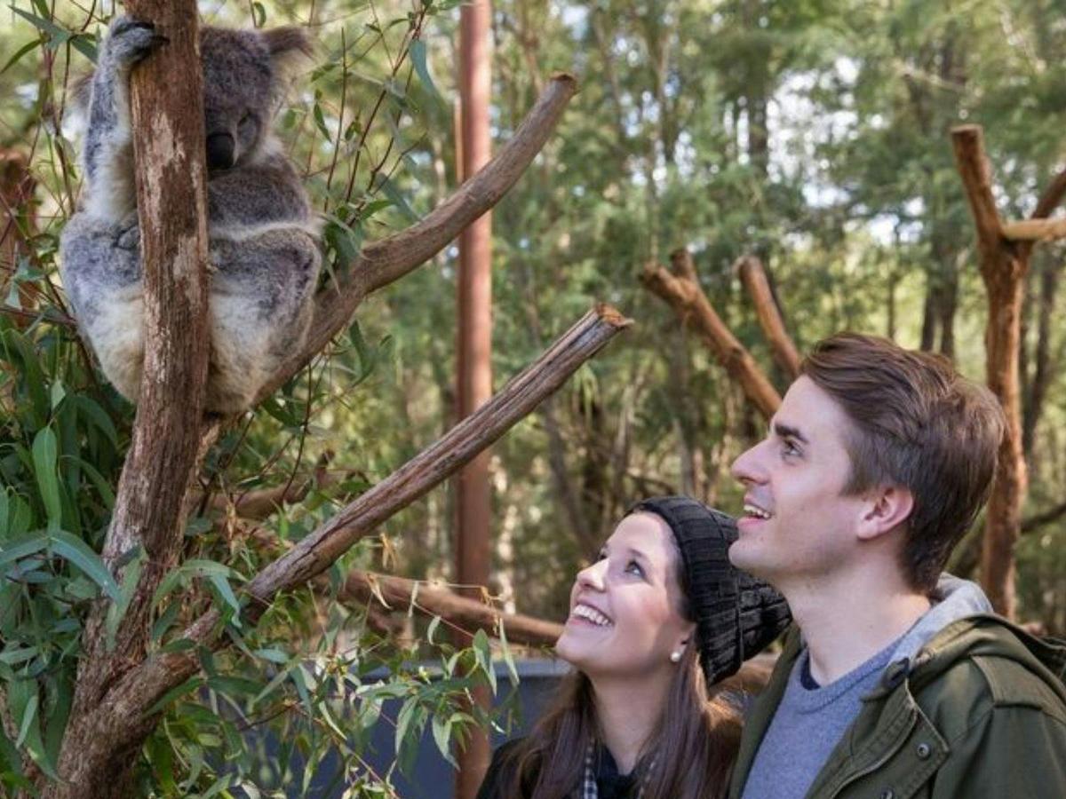 Take pictures with a Koala at Healesville Sanctuary Helicopter Tour with Rotor One