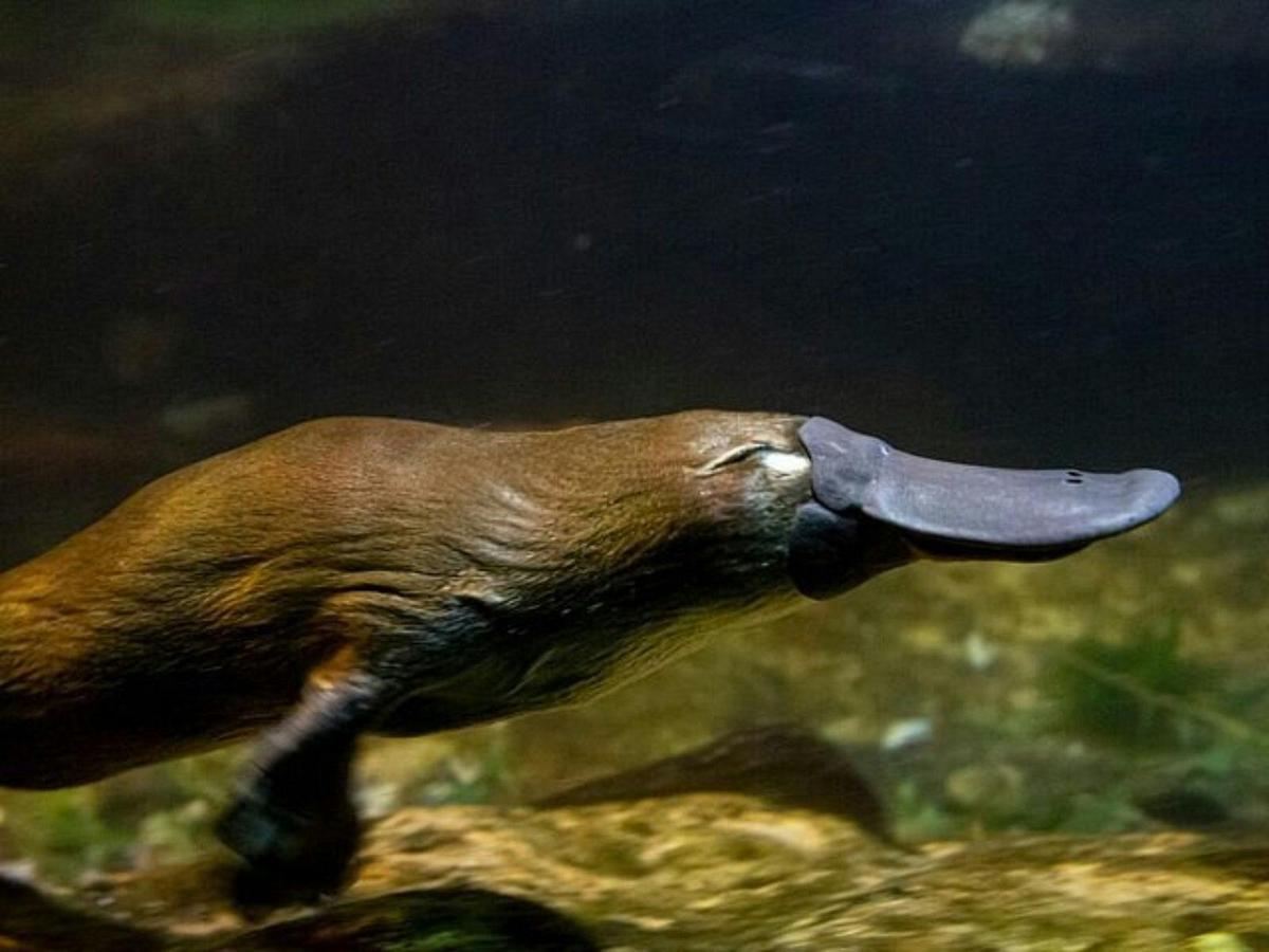 Platypus at Healesville Sanctuary