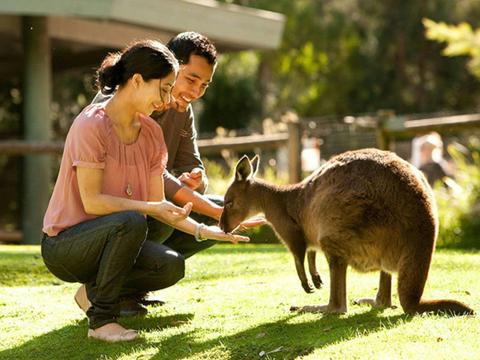 Feed the kangaroos at Healesville Sanctuary Helicopter Tour with Rotor One