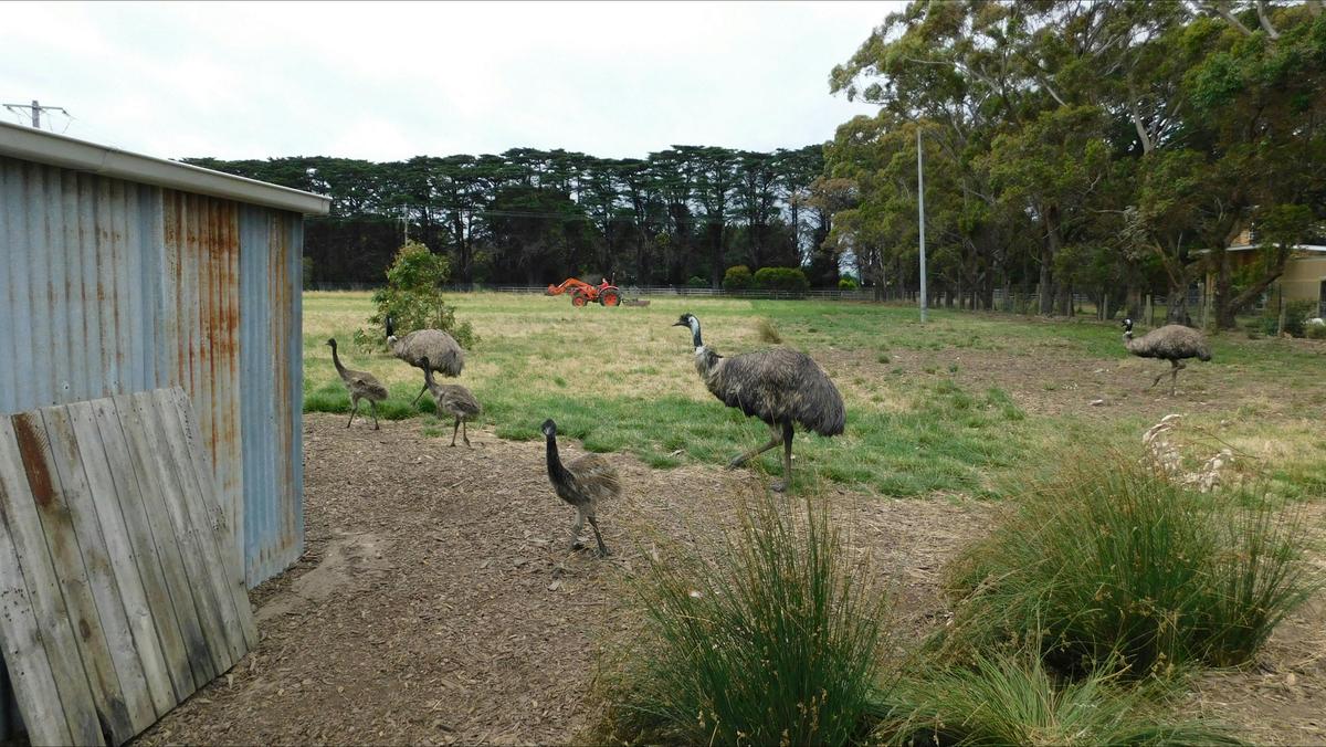 baby emus