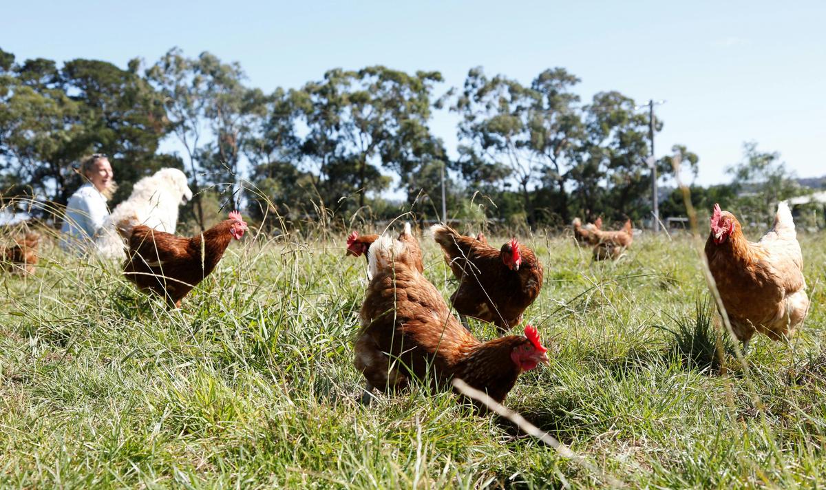 Anita Romy chooks
