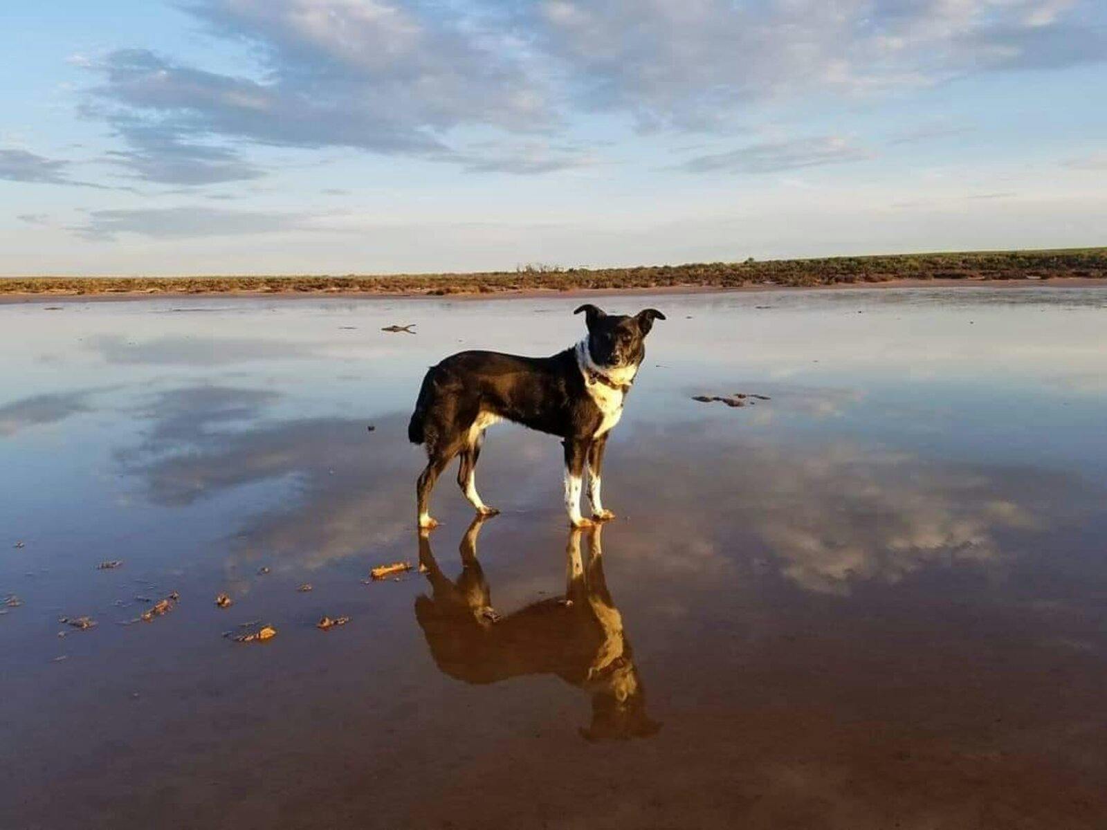 Dog @ Lake Tyrrell too Sky mirror effect of the beautiful Salt