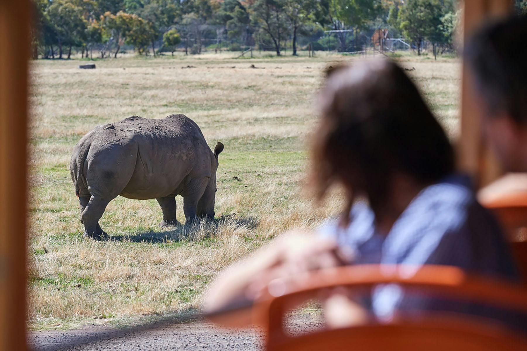 A person looking at a rhino